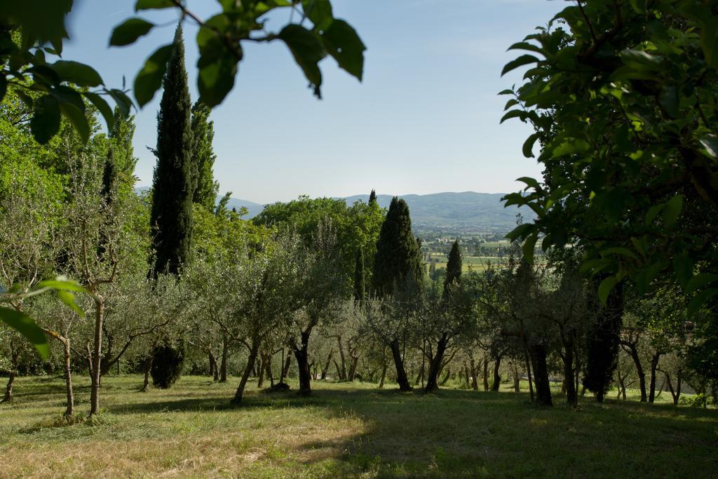 Villa Degli Ulivi Assisi Exterior foto